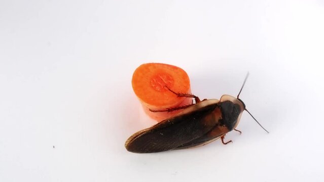 Male cockroach (blaptica dubia) next to a piece of carrot moving its antennae to sense the environment, leaving the frame in the end. Close-up footage, top view, isolated on white background...