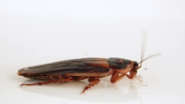 Male cockroach (blaptica dubia) moving its antennae to sense the environment. Close-up footage, side view, isolated on white background.