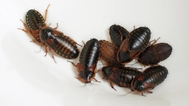 A small group of female cockroaches (blaptica dubia) crawling over each other. Close-up footage, top view, isolated on white background. 