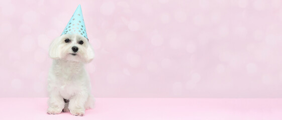  Banner Cute maltese  dog wearing party hat   on pink background  with copy space . Dog birthday party  concept . Dog food, goods for pets advertising concept .