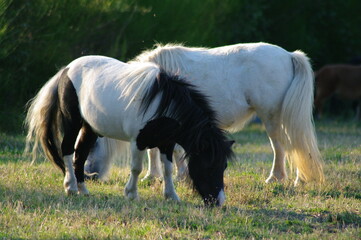 Obraz na płótnie Canvas Poneys shetland dans la Drôme