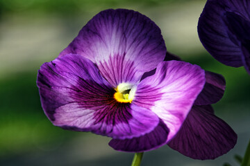 Macro shot of a lilac garden pansy flower, viola, with a blurred background