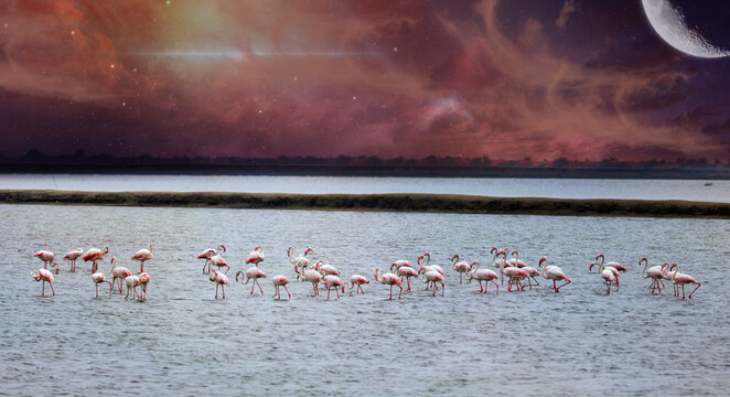 beautiful Flocks of flamingos Dramatic sky. India. Nagapattinam. Lake paravai (bird)