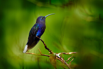 Fototapeta premium Blue hummingbird Violet Sabrewing flying next to beautiful flower. Tinny bird fly in jungle. Wildlife in tropic Costa Rica. Two bird sucking nectar from bloom in the forest. Bird behaviour.