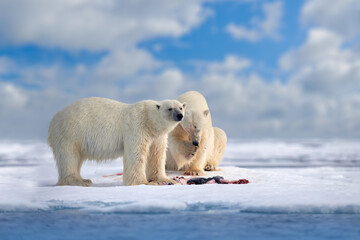 Obraz na płótnie Canvas Polar bear on drifting ice with snow feeding on killed seal, skeleton and blood, wildlife Svalbard, Norway. Beras with carcass, wildlife nature.