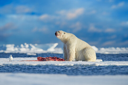 Polar bear on drifting ice with snow feeding on killed seal, skeleton and blood, wildlife Svalbard, Norway. Beras with carcass, wildlife nature.
