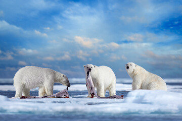 Polar bear on drifting ice with snow feeding on killed seal, skeleton and blood, wildlife Svalbard,...