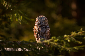 Ural Owl, Strix uralensis, sitting on tree branch, in green leaves oak forest, Wildlife scene from nature. Habitat with wild bird. Owl in the spruce tree forest habitat, Sumava NP,  Czech Republic.