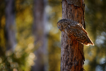 Ural Owl, Strix uralensis, sitting on tree branch, in green leaves oak forest, Wildlife scene from nature. Habitat with wild bird. Owl in the spruce tree forest habitat, Sumava NP,  Czech Republic.