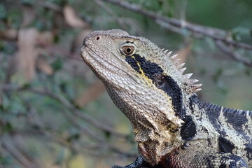 Water Dragon looking down