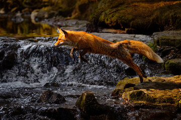 Fox flight above river. Red Fox jumping , Vulpes vulpes, wildlife scene from Europe. Orange fur coat animal in the nature habitat. Fox on the green forest meadow. Action fly funny scene from nature.