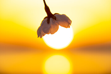 夕日と桜