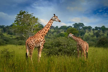 Gordijnen Twee giraf in de groene vegetatie met blauwe lucht, natuur in het wild, Okavango, Botswana in Afrika. Moeder en jong van aard. Wild Botswana © ondrejprosicky