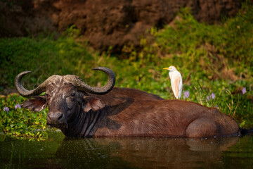 Uganda wildlife. Boffalo in the water with white heron on the back. Funny image from Africa. Cattle...