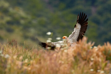 Egyptian vulture, Neophron percnopterus, Extremadura in Spain, Europe. Big white bird of prey sitting on rocky mountain, nature habitat. Wildlife scene from nature.