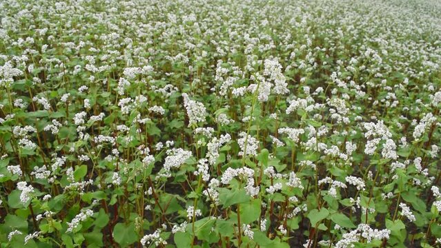 Growing buckwheat on a farm field. Bees fly.