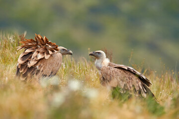 Vultures from Turkey, Asia. Griffon vultures in the grass, wildlife.
