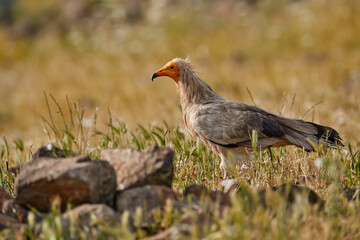 Bird of prey in the wild nature. Egyptian vulture, Neophron percnopterus, big bird of prey sitting on the stone in nature habitat, Madzarovo, Bulgaria, Eastern Rhodopes. White vulture with yellow bill