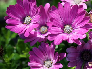 絨毯のように密集して咲いたカラフルな花
