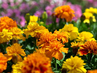オレンジと黄色のたくさんのセンジュギク
