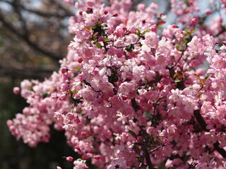 光を浴びる満開のピンクの桜

