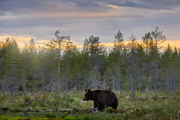 Summer wildlife, brown bear. Dangerous animal in nature forest and meadow habitat. Wildlife scene from Finland near Russian border.