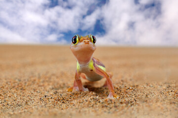 Lizard in Namibia desert with blue sky with clouds, wide angle. Gecko from Namib sand dune, Namibia. Pachydactylus rangei, Web-footed palmato gecko in the nature desert habitat. Wildlife nature. - obrazy, fototapety, plakaty