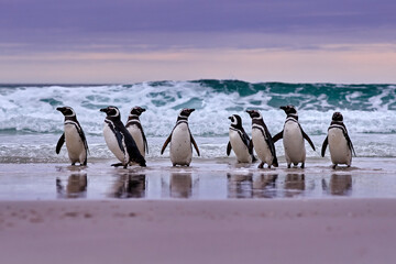 Penguin in the water. Bird playing in sea waves. Sea bird in the water. Magellanic penguin with ocean wave in the background, Falkland Islands, Antarctica. - obrazy, fototapety, plakaty
