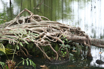 Wooden Bark in the garden , Close up Texture