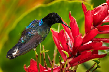 Hummingbird with red flower. Velvet-purple Coronet, Boissonneaua jardini, dark blue and black hummingbird sitting on green lichen branch in the tropical forest. Beautiful glossy and glittering bird.