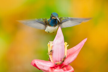 Wildlife Costa Rica. White-necked Jacobin, Florisuga mellivora, blue and white little bird hummingbird flying next to beautiful orange flower with green and orange forest background, Costa Rica