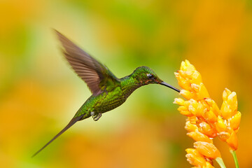 Colombia wildlife. Empress brilliant hummingbird in flight with yellow flower in from Colombia. Hummingbird in the nature tropical forest flying next nice yellow bloom.