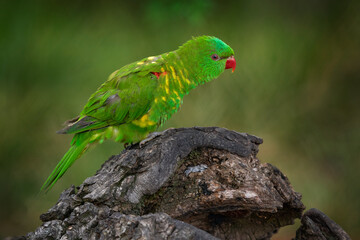 Parrot from Australia. scaly-breasted lorikeet, Trichoglossus chlorolepidotus, Australian lorikeet found in woodland in eastern Australia.