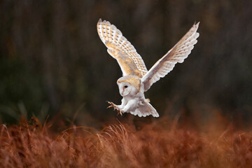 Owl landing fly with open wings. Barn Owl, Tyto alba, flight above red grass in the morning....