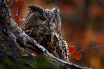 Wildlife in autumn. Eurasian Eagle Owl, Bubo Bubo, sitting on the tree stump block, wildlife photo...