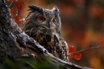 Wildlife in autumn. Eurasian Eagle Owl, Bubo Bubo, sitting on the tree stump block, wildlife photo in the forest with orange autumn colours, Slovakia. Bird in the forest, wildlife nature.