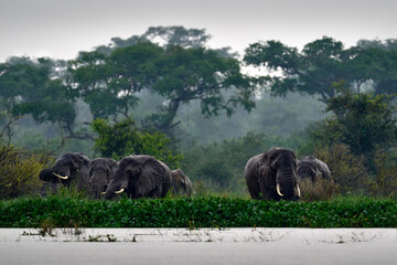 Elephant in rain. Elephant in Murchison Falls NP, Uganda. Big Mammal in the green grass, forest...