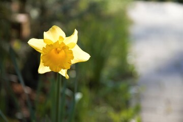 yellow daffodil macro shot