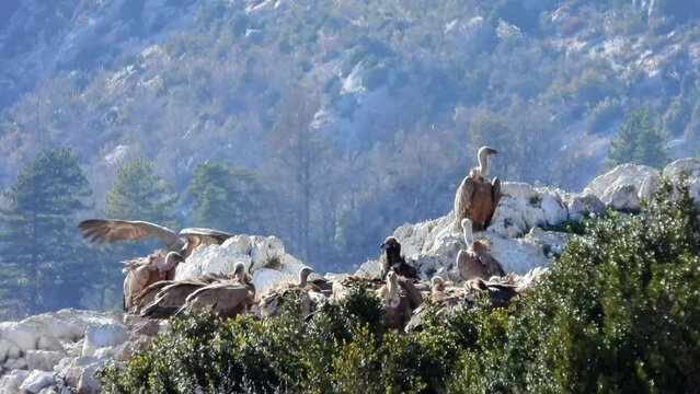 G&auml;nsegeier (Gyps fulvus) und M&ouml;nchsgeier (Aegypius monachus)
