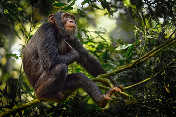 Chimpanzee, Pan troglodytes, on the tree in Kibale National Park, Uganda, dark forest. Black monkey in the nature, Uganda in Africa. Chimpanzee in habitat, wildlife nature. Monkey primate resting. - obrazy, fototapety, plakaty