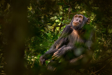 Chimpanzee, Pan troglodytes, on the tree in Kibale National Park, Uganda, dark forest. Black monkey...