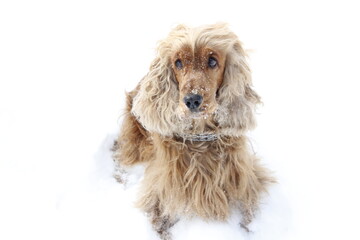English cocker spaniel red dog friend winter
