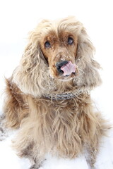 English cocker spaniel red dog friend winter