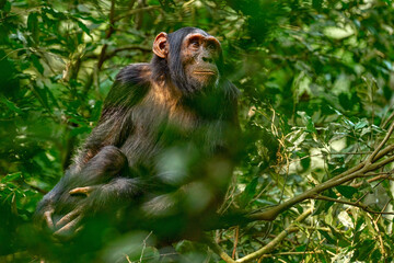 Chimpanzee, Pan troglodytes, on the tree in Kibale National Park, Uganda, dark forest. Black monkey...