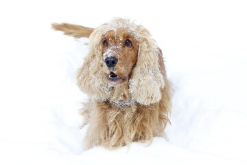 English cocker spaniel red dog friend winter