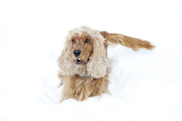 English cocker spaniel red dog friend winter