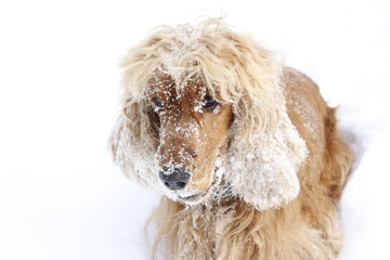 English cocker spaniel red dog friend winter