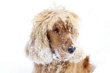 English cocker spaniel red dog friend winter