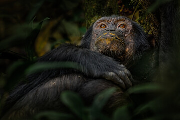 Chimpanzee, Pan troglodytes, on the tree in Kibale National Park, Uganda, dark forest. Black monkey...
