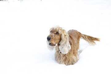 English cocker spaniel red dog friend winter